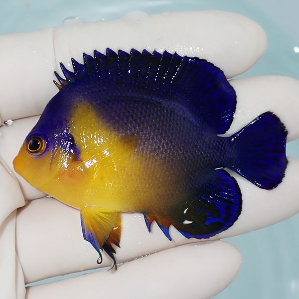 【現物1】スミレヤッコ 6.5cm±! 海水魚 ヤッコ 15時までのご注文で当日発送(t111
