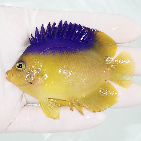 【現物1】コリンズピグミーエンゼル 7.5cm±!海水魚 ヤッコ 15時までのご注文で当日発送(t111(t207