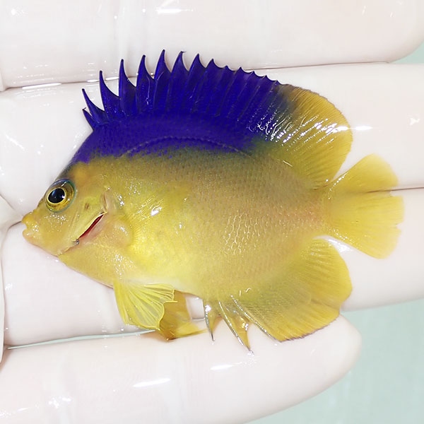 【現物2】コリンズピグミーエンゼル 5.5cm± ! 海水魚 ヤッコ 15時までのご注文で当日発送(t111(t207