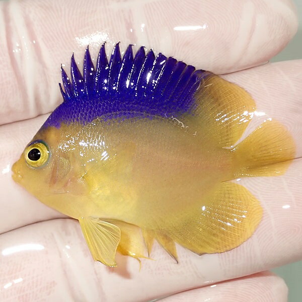 【現物3】コリンズピグミーエンゼル 4.5cm± !海水魚 ヤッコ 15時までのご注文で当日発送(t111(t207