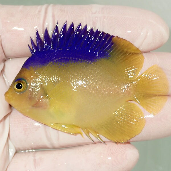 【現物5】粒エサOK コリンズピグミーエンゼル 6cm± !海水魚 ヤッコ 15時までのご注文で当日発送(t111(t207