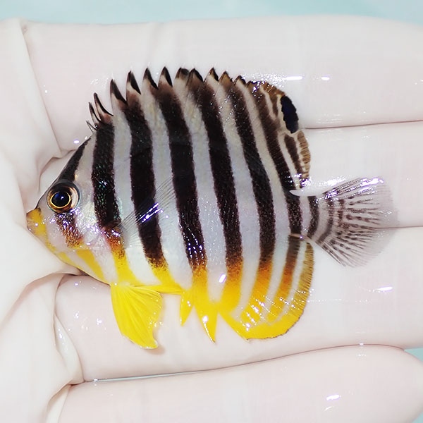 【現物7】シマヤッコ 5.5cm±! 海水魚 生体 15時までのご注文で当日発送(t111(t207