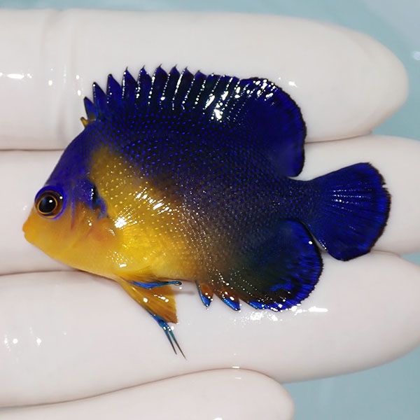 【現物5】スミレヤッコ 5cm±! 海水魚 ヤッコ 15時までのご注文で当日発送(t111