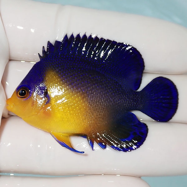 【現物6】スミレヤッコ 5.5cm±! 海水魚 ヤッコ 15時までのご注文で当日発送(t111