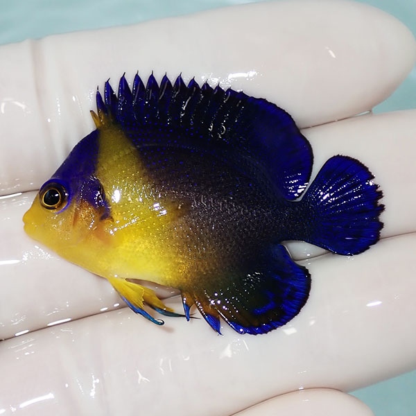 【現物13】スミレヤッコ 4.5cm±! 海水魚 ヤッコ 15時までのご注文で当日発送(t111