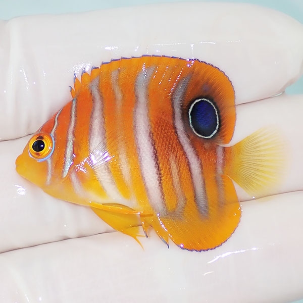【現物1】ニシキヤッコ 4.2cm±!海水魚 ヤッコ15時までのご注文で当日発送(t111(t207