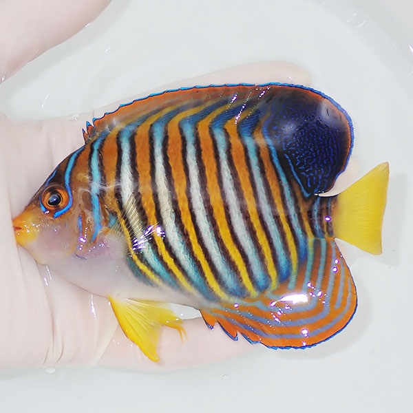 【現物2】ニシキヤッコ 13.5cm±!海水魚 ヤッコ15時までのご注文で当日発送(t111(t207