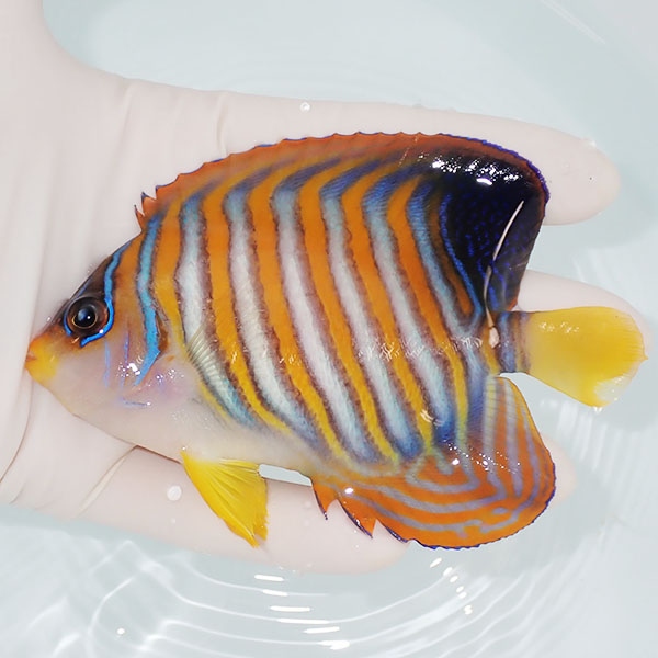 【現物4】粒エサOK ニシキヤッコ 11cm±!海水魚 ヤッコ15時までのご注文で当日発送(t111(t207