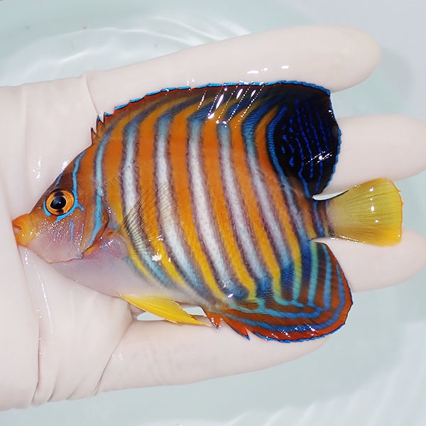 【現物5】ニシキヤッコ 9.5cm±!海水魚 ヤッコ15時までのご注文で当日発送(t111(t207