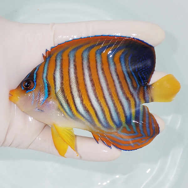 【現物6】ニシキヤッコ 11cm±!海水魚 ヤッコ15時までのご注文で当日発送(t111(t207