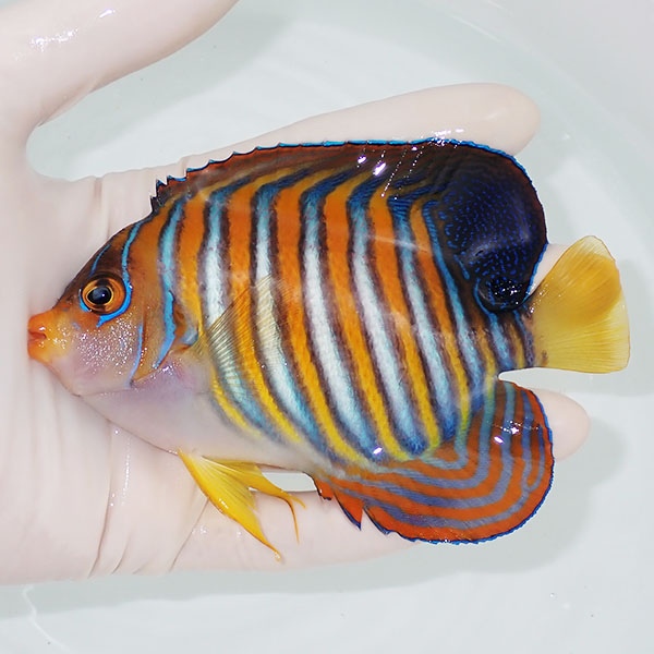 【現物7】ニシキヤッコ 12.5cm±!海水魚 ヤッコ15時までのご注文で当日発送(t111(t207
