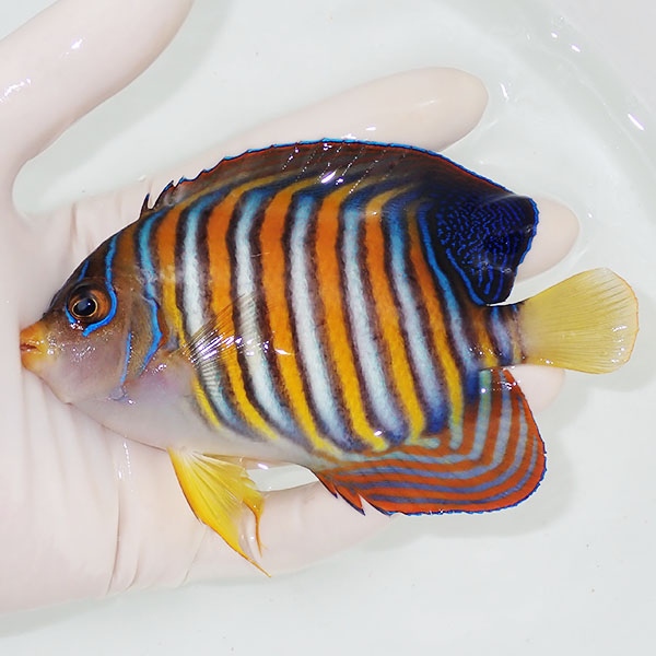 【現物8】ニシキヤッコ 12.5cm±!海水魚 ヤッコ15時までのご注文で当日発送(t111(t207