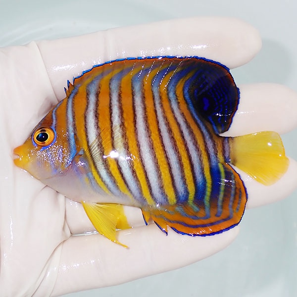 【現物9】ニシキヤッコ 8.5cm±!海水魚 ヤッコ15時までのご注文で当日発送(t111(t207