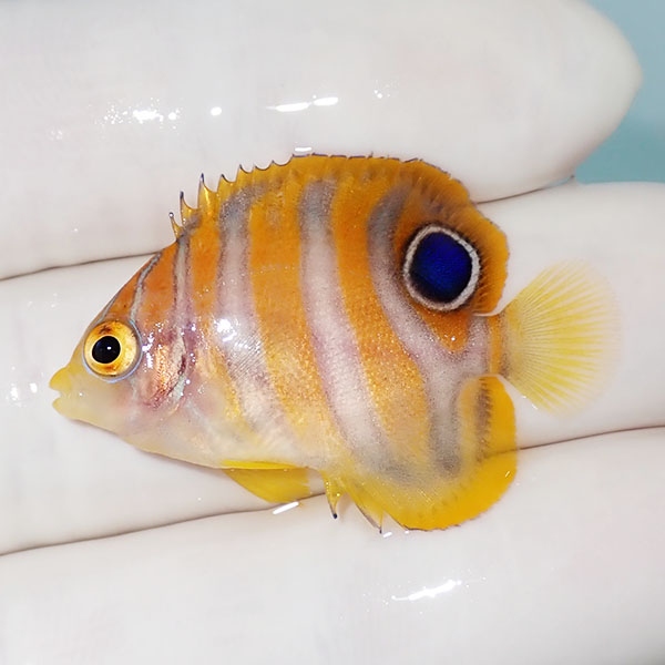 【現物10】ニシキヤッコ 3.5cm±!海水魚 ヤッコ15時までのご注文で当日発送(t111(t207