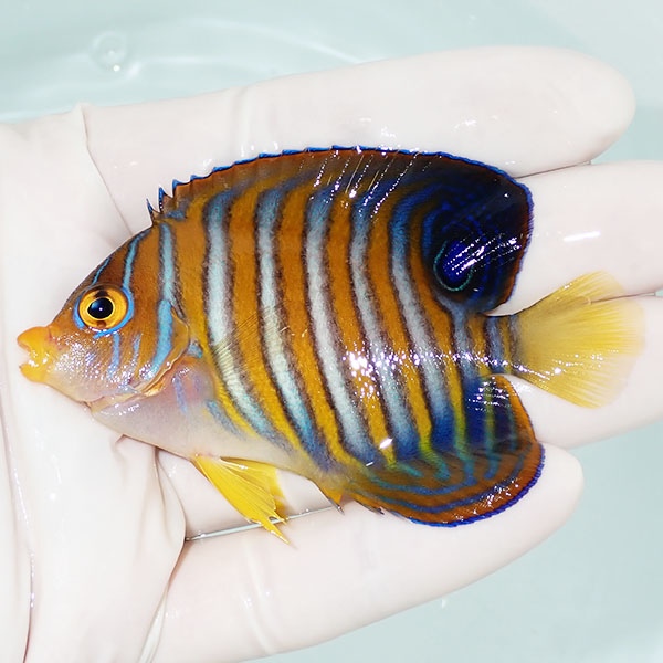 【現物11】ニシキヤッコ 7.5cm±!海水魚 ヤッコ15時までのご注文で当日発送(t111(t207