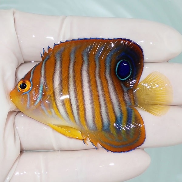 【現物12】ニシキヤッコ 6.5cm±!海水魚 ヤッコ15時までのご注文で当日発送(t111(t207