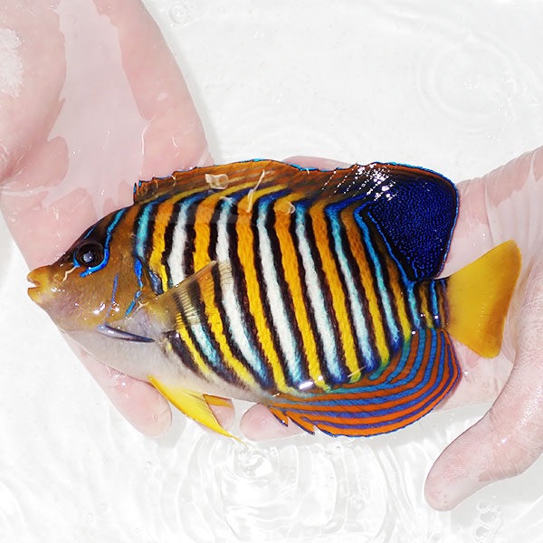 【現物18】背びれ奇形 ニシキヤッコBIG 19cm±!海水魚 ヤッコ15時までのご注文で当日発送(t111(t207