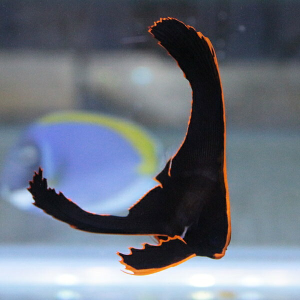 【サンプル】アカククリ 5-7cm± !海水魚 在庫により模様が多少異なります 15時までのご注文で当日発送【ツバメウオ】