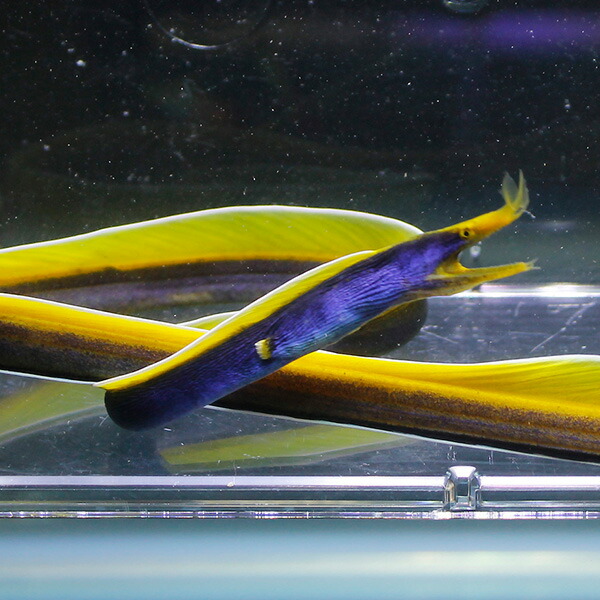 ブルーリボンイール（ハナヒゲウツボ）!海水魚 ウツボ 15時までのご注文で当日発送【ウツボ】