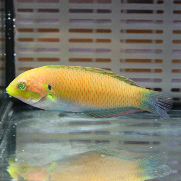 ウスバノドグロベラ 6-8cm±! 海水魚 ベラ  状態良好 餌付け15時までのご注文で当日発送(t122