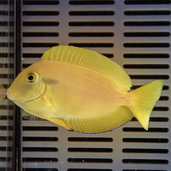 モンツキハギ 6-8cm±!  海水魚 ハギ 餌付け15時までのご注文で当日発送(t119