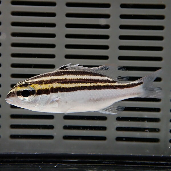 フタスジタマガシラ 5-7cm±! 海水魚 イトヨリダイ 15時までのご注文で当日発送【イトヨリダイ】