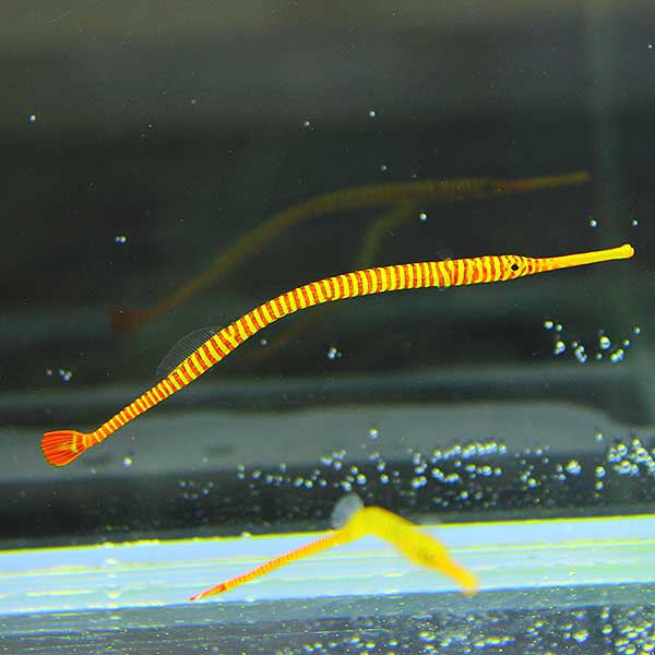 メニイリングド・パイプフィッシュ 【2匹】! 海水魚  15時までのご注文で当日発送【ヨウジウオ】(t123