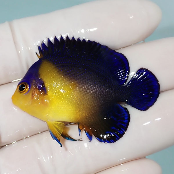 【現物10】スミレヤッコ 4.7cm±! 海水魚 ヤッコ 15時までのご注文で当日発送(t111