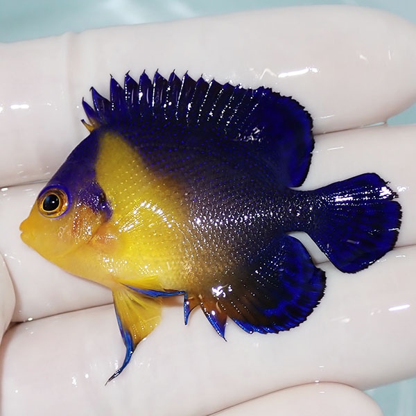 【現物11】スミレヤッコ 5cm±! 海水魚 ヤッコ 15時までのご注文で当日発送(t111