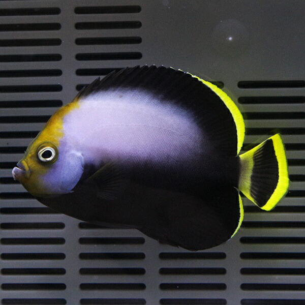 キヘリキンチャクダイ 4-6cm±! 海水魚 ヤッコ  15時までのご注文で当日発送(t111