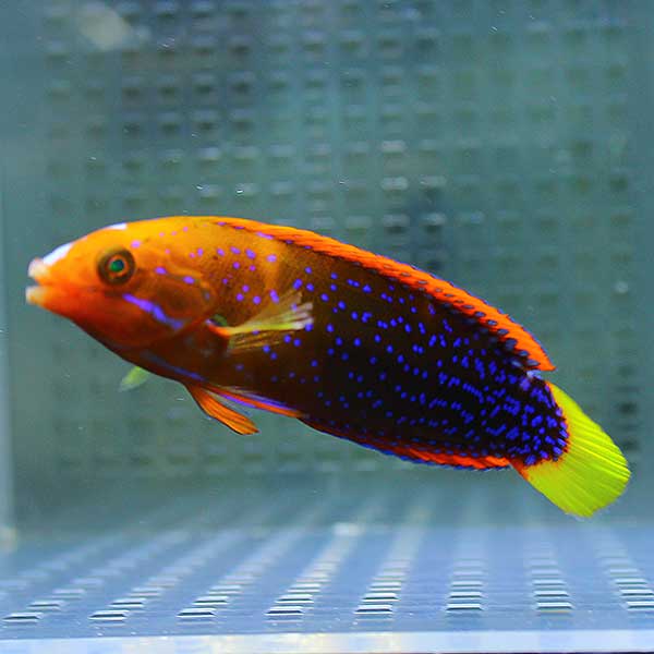 ツユベラ半成魚 7-9cm±! 海水魚 ベラ 餌付け15時までのご注文で当日発送(t122
