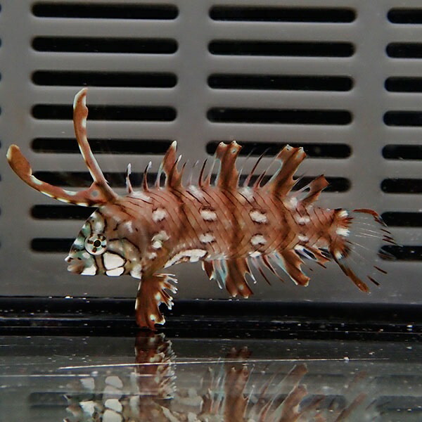 オビテンスモドキ 4-6cm±! 海水魚 ベラ 15時までのご注文で当日発送(t122