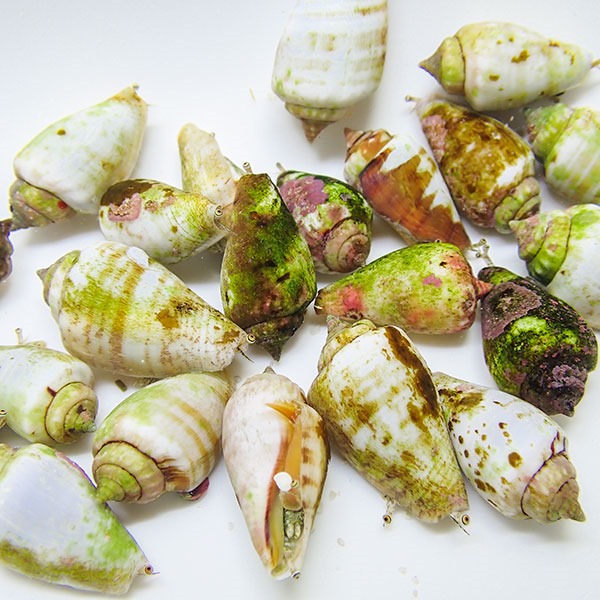 極小マガキガイ 3cm以下 【1匹】!  海水魚  貝 コケ掃除 コケ取り貝【15時までのご注文で当日発送】(t129(t130