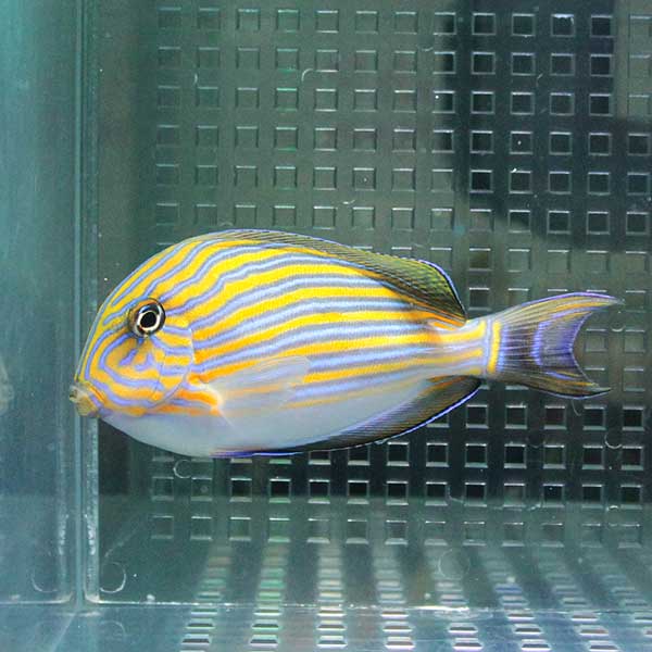 ニジハギ 4-6cm±  コケ掃除!海水魚 ハギ  (t119