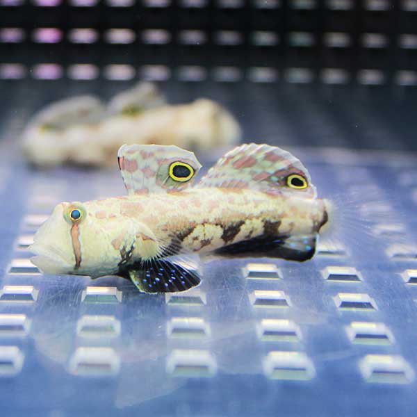 カニハゼ 2-3cm !海水魚 ハゼ 15時までのご注文で当日発送(t121