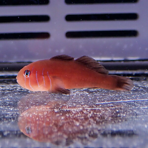 フタイロサンゴハゼ 2-3cm±!海水魚 ハゼ 15時までのご注文で当日発送(t121