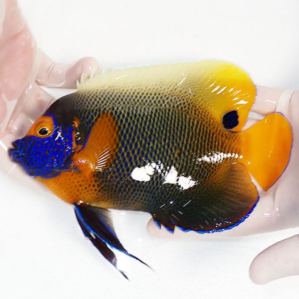 【現物9】アデヤッコ 成魚 17.5cm±! 海水魚 ヤッコ(t111(t207