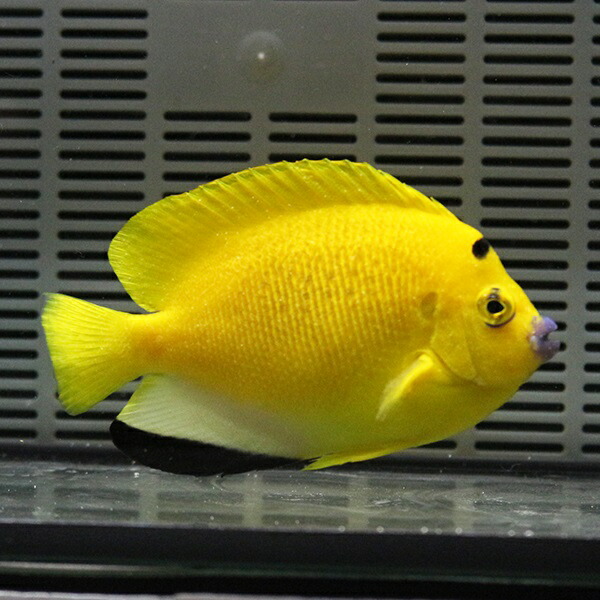 シテンヤッコ 9-11cm± !海水魚 ヤッコ 15時までのご注文で当日発送(t111