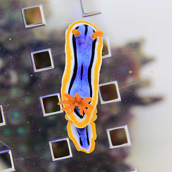 アンナウミウシ（1匹）! ウミウシ 海水 【15時までのご注文で当日発送】【PHセール対象】【ウミウシ】