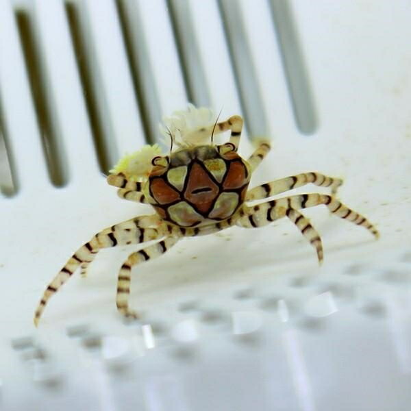 キンチャクガニ ポンポンクラブ 海水魚 カニ!【15時までのご注文で当日発送】(t129