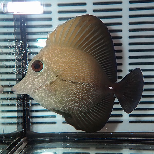 ゴマハギ 6-8cm±  !海水魚 ハギ 苔取 15時までのご注文で当日発送【ハギ】(t119