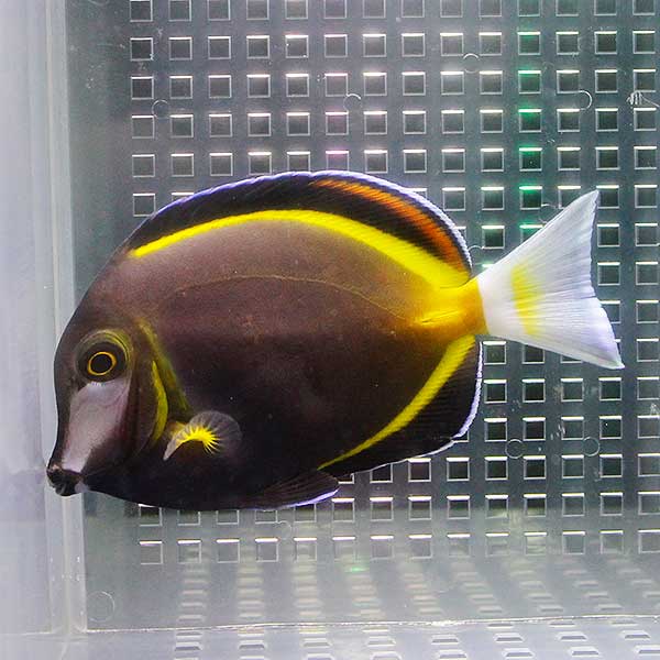 ナミダクロハギ 9-11cm± ! 海水魚 ハギ(t119