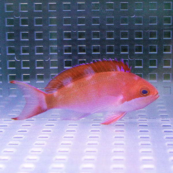 カシワハナダイ 5-7cm± 3匹セット ! 海水魚 ハナダイ 餌付け済み 15時までのご注文で当日発送(t118