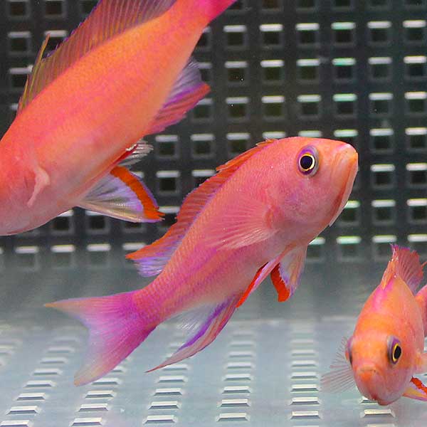 フチドリハナダイオス 【1匹】 海水魚 ハナダイ!  15時までのご注文で当日発送(t118