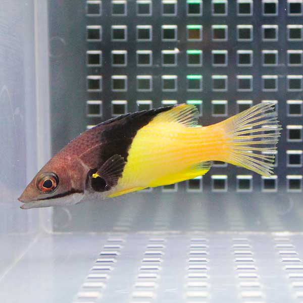 ケサガケベラ 6-8cm± !海水魚 ベラ 餌付け15時までのご注文で当日発送(t122