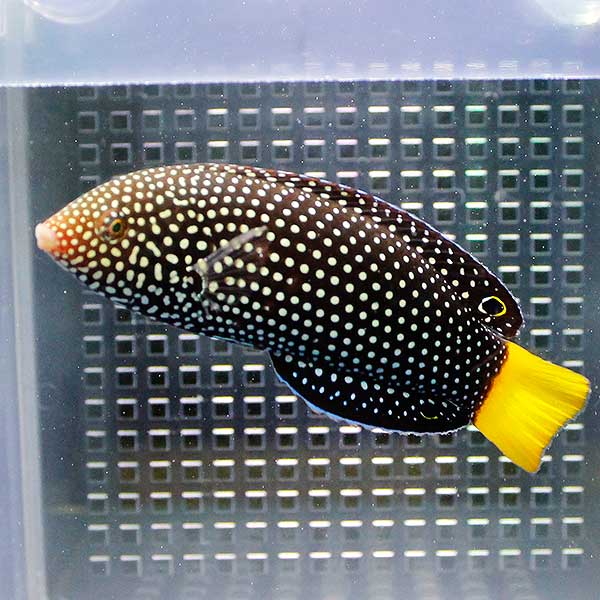 ホクトベラ 10-12cm± 海水魚 ベラ! 15時までのご注文で当日発送(t122