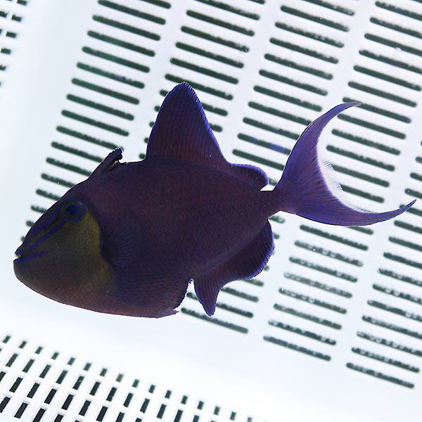 アカモンガラ 5-7cm± 海水魚 モンガラ! 餌付け15時までのご注文で当日発送(t119