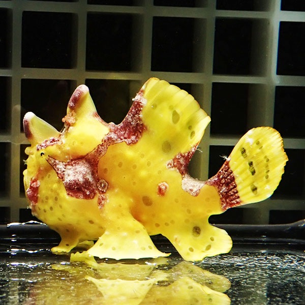 【現物1】クマドリカエルアンコウ 6cm! 海水魚 アンコウ 15時までのご注文で当日発送(t126(t207