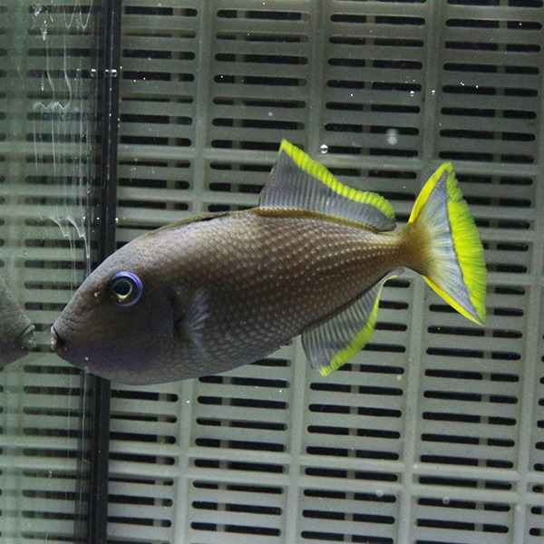 ホシモンガラ オス（1匹） 8-10cm±!  海水魚 モンガラ 餌付け15時までのご注文で当日発送(t119