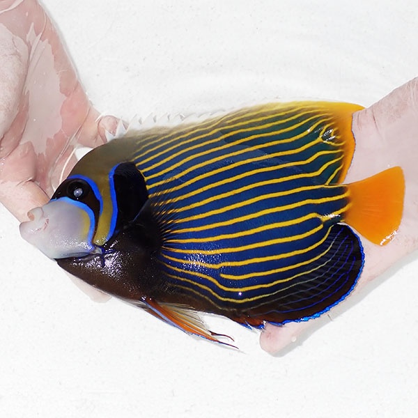 【現物8】粒エサOK タテジマキンチャクダイ 22cm±!海水魚 ヤッコ  15時までのご注文で当日発送(t111(t207